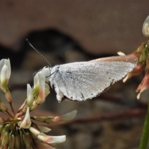 Candalides heathi at Cotter River, ACT - 22 Dec 2021