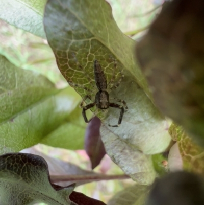 Helpis minitabunda (Threatening jumping spider) at Murrumbateman, NSW - 24 Dec 2021 by SimoneC