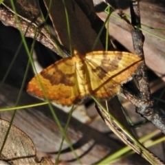 Chrysolarentia correlata (Yellow Carpet) at Cotter River, ACT - 22 Dec 2021 by JohnBundock