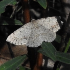 Taxeotis intextata (Looper Moth, Grey Taxeotis) at Cotter River, ACT - 22 Dec 2021 by JohnBundock