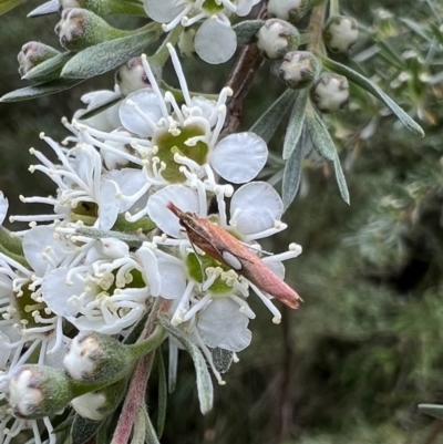 Canuza euspilella (A Crambid moth) at Murrumbateman, NSW - 24 Dec 2021 by SimoneC