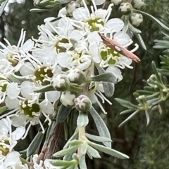 Canuza euspilella at Murrumbateman, NSW - 24 Dec 2021 11:51 AM