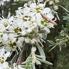 Canuza euspilella at Murrumbateman, NSW - 24 Dec 2021
