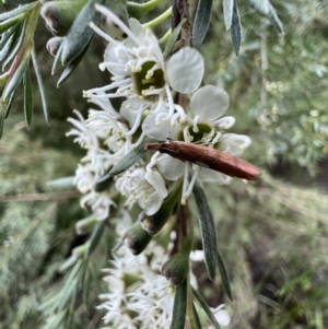 Canuza euspilella at Murrumbateman, NSW - 24 Dec 2021