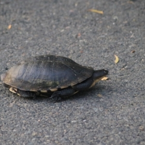 Chelodina longicollis at Wollogorang, NSW - 22 Dec 2021 08:01 PM