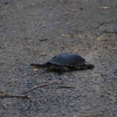 Chelodina longicollis at Wollogorang, NSW - 22 Dec 2021