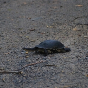 Chelodina longicollis at Wollogorang, NSW - 22 Dec 2021 08:01 PM