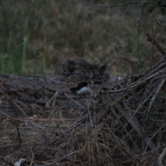 Rhipidura leucophrys (Willie Wagtail) at Wollogorang, NSW - 22 Dec 2021 by Rixon