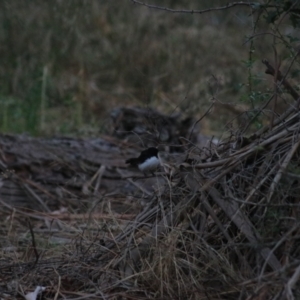 Rhipidura leucophrys at Wollogorang, NSW - 22 Dec 2021