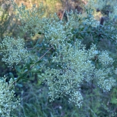 Bursaria spinosa subsp. lasiophylla at Jerrabomberra, NSW - 24 Dec 2021