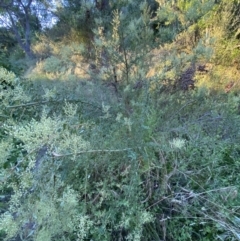 Bursaria spinosa subsp. lasiophylla at Jerrabomberra, NSW - 24 Dec 2021