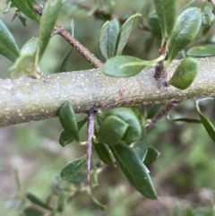 Bursaria spinosa subsp. lasiophylla at Jerrabomberra, NSW - 24 Dec 2021