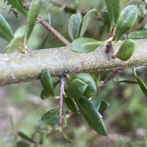 Bursaria spinosa subsp. lasiophylla at Jerrabomberra, NSW - 24 Dec 2021