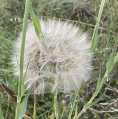 Tragopogon sp. (A Goatsbeard) at Jerrabomberra, NSW - 24 Dec 2021 by Steve_Bok