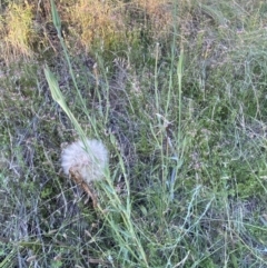 Tragopogon sp. at Jerrabomberra, NSW - 24 Dec 2021 07:45 PM