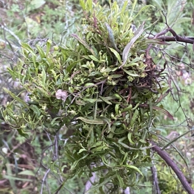 Dodonaea viscosa (Hop Bush) at Jerrabomberra, NSW - 24 Dec 2021 by Steve_Bok