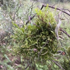 Dodonaea viscosa at Jerrabomberra, NSW - 24 Dec 2021