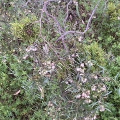 Dodonaea viscosa at Jerrabomberra, NSW - 24 Dec 2021