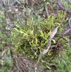 Dodonaea viscosa at Jerrabomberra, NSW - 24 Dec 2021