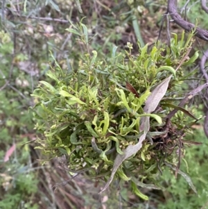 Dodonaea viscosa at Jerrabomberra, NSW - 24 Dec 2021