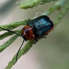 Aporocera (Aporocera) cyanipennis (Leaf beetle) at Jerrabomberra, NSW - 24 Dec 2021 by SteveBorkowskis