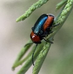 Aporocera (Aporocera) cyanipennis at Jerrabomberra, NSW - 24 Dec 2021