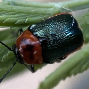 Aporocera (Aporocera) cyanipennis at Jerrabomberra, NSW - 24 Dec 2021