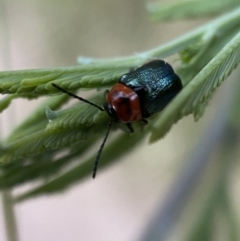 Aporocera (Aporocera) cyanipennis at Jerrabomberra, NSW - 24 Dec 2021