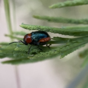 Aporocera (Aporocera) cyanipennis at Jerrabomberra, NSW - 24 Dec 2021