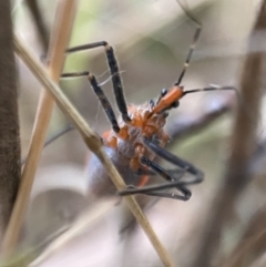 Gminatus australis (Orange assassin bug) at Jerrabomberra, NSW - 24 Dec 2021 by SteveBorkowskis