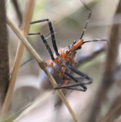 Gminatus australis (Orange assassin bug) at Jerrabomberra, NSW - 24 Dec 2021 by Steve_Bok
