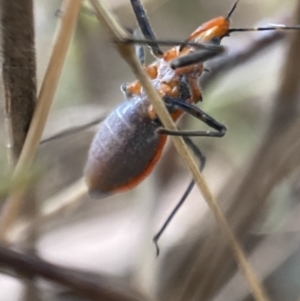 Gminatus australis at Jerrabomberra, NSW - 24 Dec 2021 07:59 PM