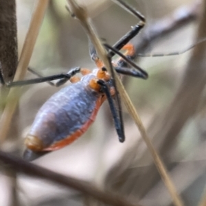 Gminatus australis at Jerrabomberra, NSW - 24 Dec 2021 07:59 PM