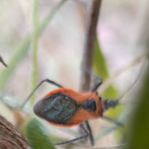 Gminatus australis at Jerrabomberra, NSW - 24 Dec 2021 07:59 PM