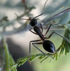 Camponotus intrepidus (Flumed Sugar Ant) at QPRC LGA - 24 Dec 2021 by Steve_Bok
