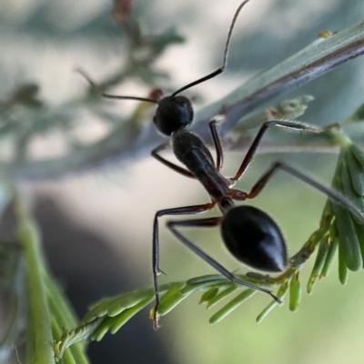 Camponotus intrepidus (Flumed Sugar Ant) at Jerrabomberra, NSW - 24 Dec 2021 by SteveBorkowskis