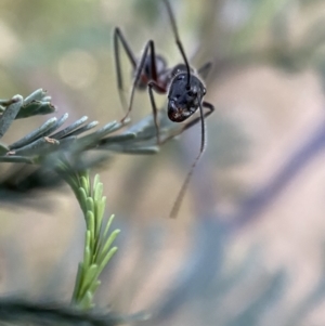 Camponotus intrepidus at Jerrabomberra, NSW - 24 Dec 2021