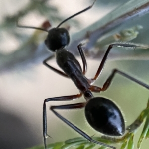 Camponotus intrepidus at Jerrabomberra, NSW - 24 Dec 2021