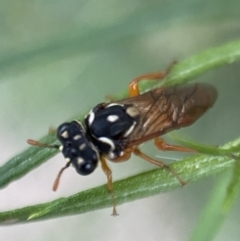 Pergidae sp. (family) (Unidentified Sawfly) at QPRC LGA - 24 Dec 2021 by Steve_Bok