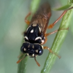 Pergidae sp. (family) at Jerrabomberra, NSW - 24 Dec 2021