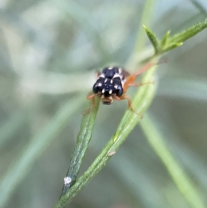 Pergidae sp. (family) at Jerrabomberra, NSW - 24 Dec 2021