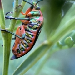 Scutiphora pedicellata (Metallic Jewel Bug) at Jerrabomberra, NSW - 24 Dec 2021 by SteveBorkowskis