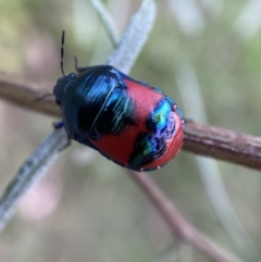Choerocoris paganus (Ground shield bug) at Jerrabomberra, NSW - 24 Dec 2021 by Steve_Bok