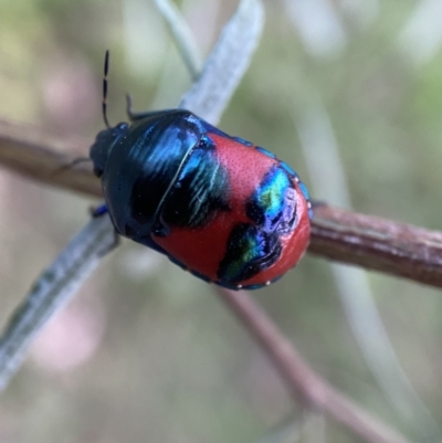 Choerocoris paganus (Ground shield bug) at Jerrabomberra, NSW - 24 Dec 2021 by SteveBorkowskis