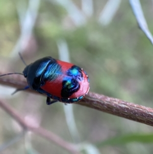 Choerocoris paganus at Jerrabomberra, NSW - 24 Dec 2021