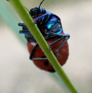 Choerocoris paganus at Jerrabomberra, NSW - 24 Dec 2021