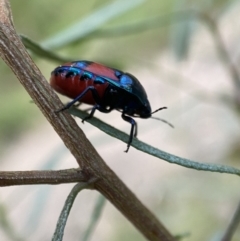 Choerocoris paganus at Jerrabomberra, NSW - 24 Dec 2021