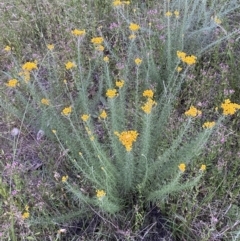 Chrysocephalum semipapposum (Clustered Everlasting) at Jerrabomberra, NSW - 24 Dec 2021 by SteveBorkowskis