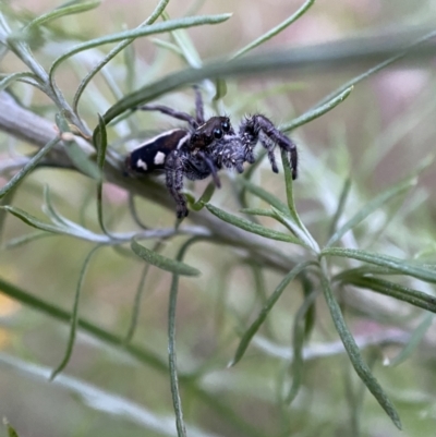 Sandalodes scopifer (White-spotted Sandalodes) at Jerrabomberra, NSW - 24 Dec 2021 by SteveBorkowskis