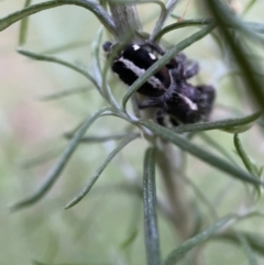 Sandalodes scopifer at Jerrabomberra, NSW - 24 Dec 2021